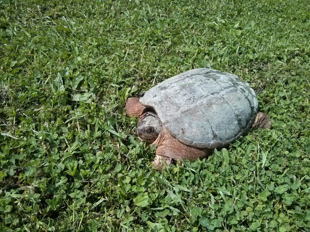 A Resident of the Arboretum