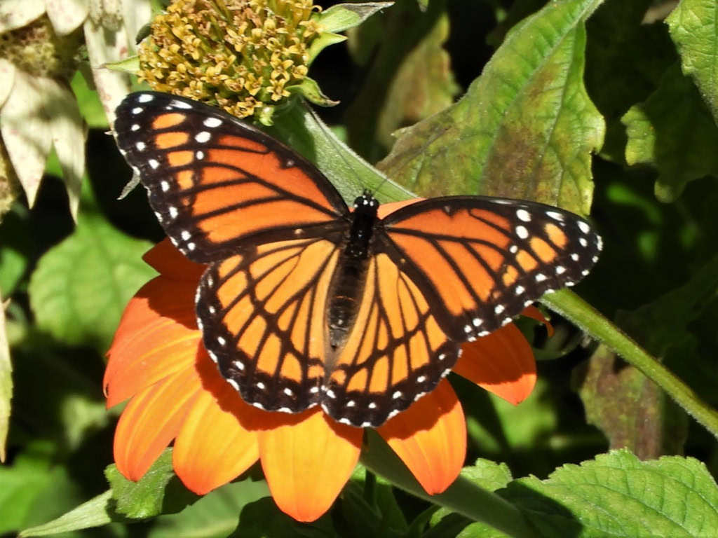 CLINTON TWP ARBORETUM