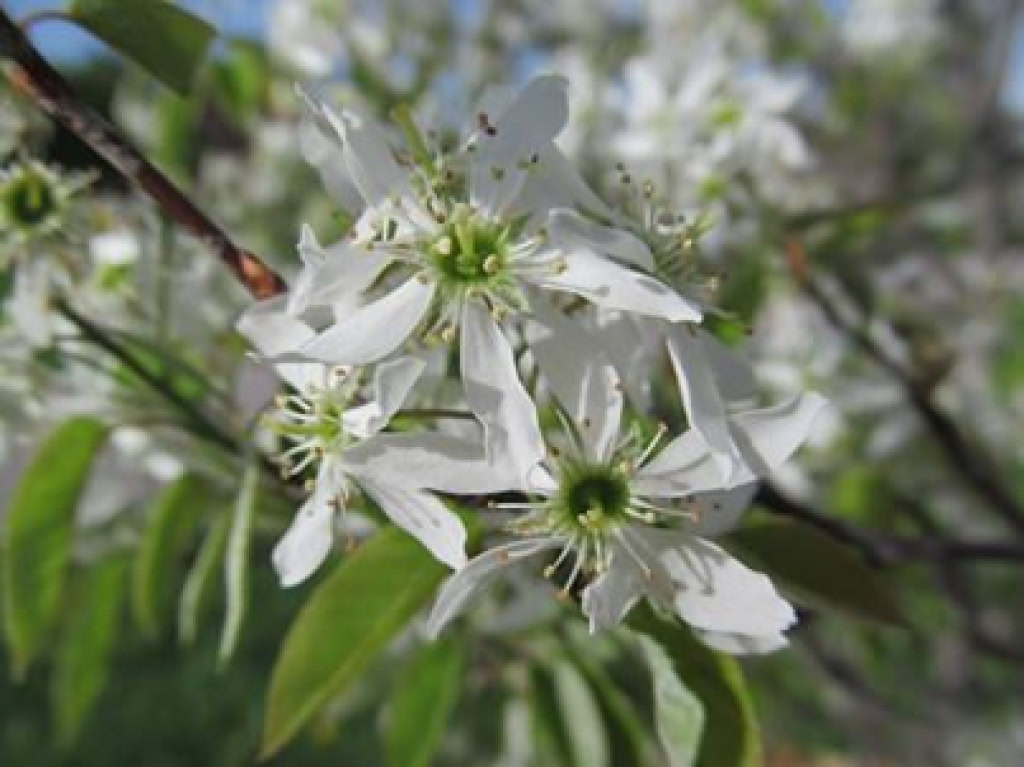 TOMLINSON ARBORETUM