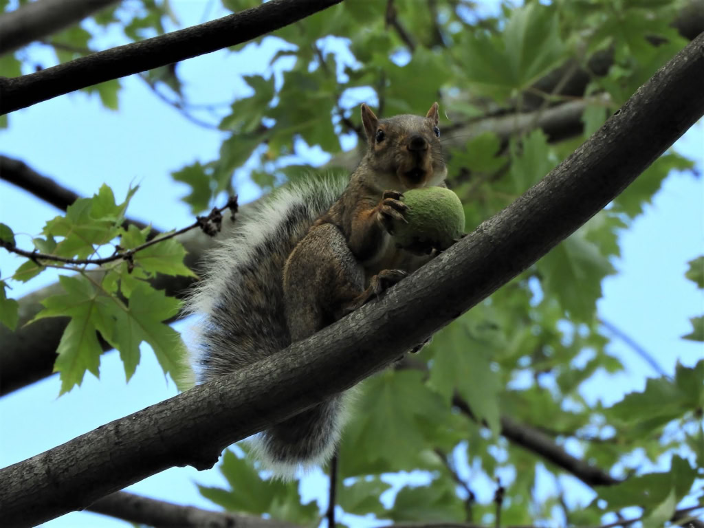 CLINTON TWP ARBORETUM